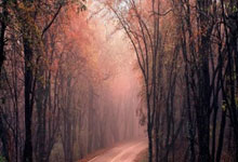 多多28:2-1!德丙鱼腩队创奇迹:逆转德甲冠军首进决赛 球迷冲入球场庆祝.